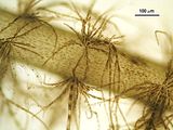 Arthrocladia villosa7